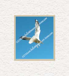 seagull dive