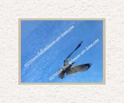 seagull soaring in blue sky