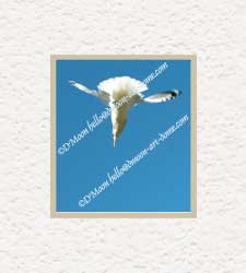 seagull diving
