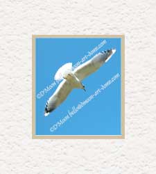 seagull soars in blue
