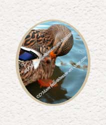 mallard combing feathers