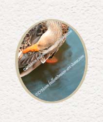 mallard flirting