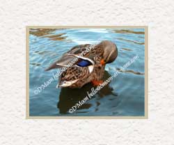 mallard grooming