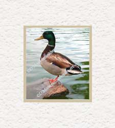 mallard looking at you