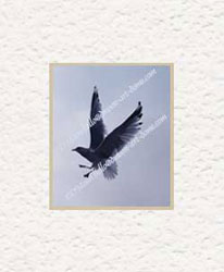 seagull walking in silver sky