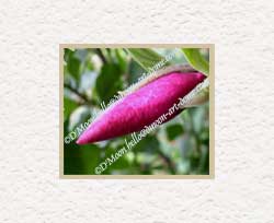 magnolia bud