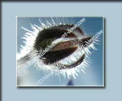 blue flower bud glowing