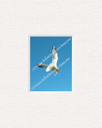 seagull dive