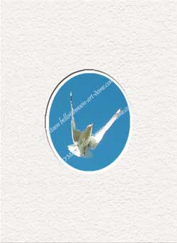 seagull soaring