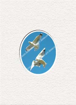 seagull duet