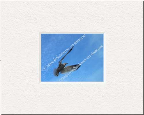 seagull soaring in blue sky