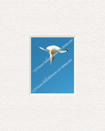 seagull diving