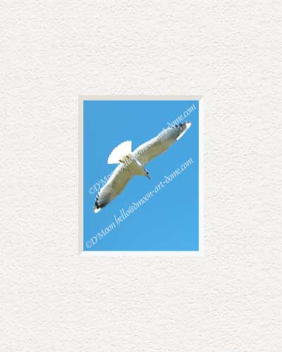 seagull soars in blue