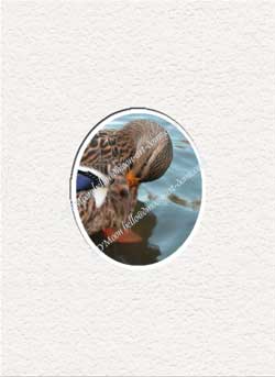 mallard combing feathers