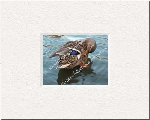 mallard grooming