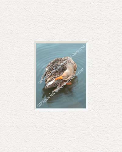 mallard flirting