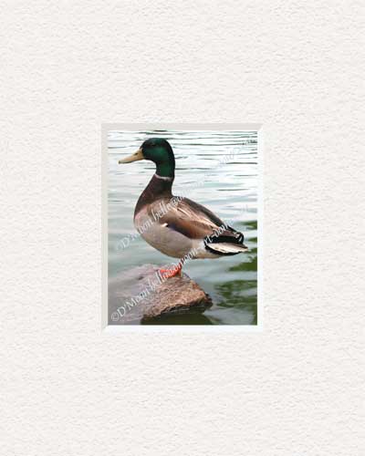 mallard looking at you