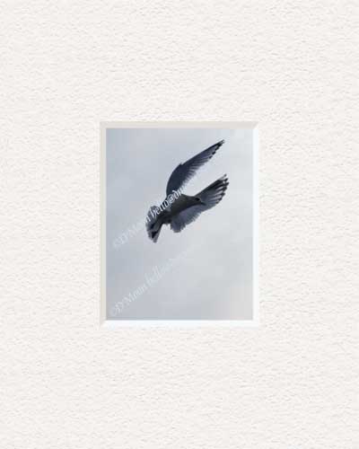 seagull in silver sky