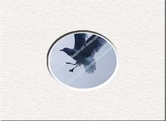 seagull walking in silver sky