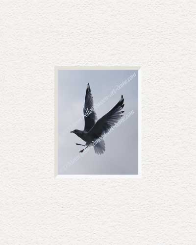seagull walking in silver sky