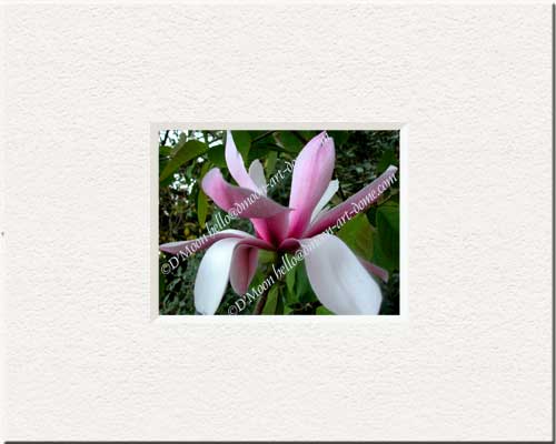 magnolia blossom