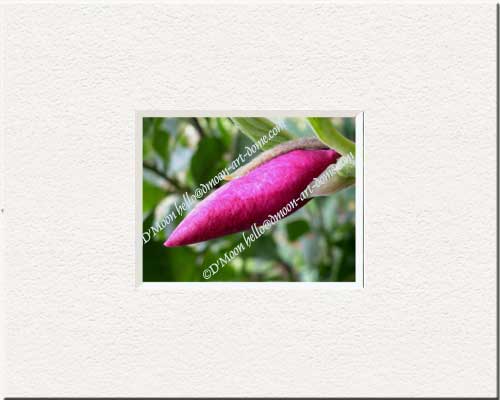 magnolia bud