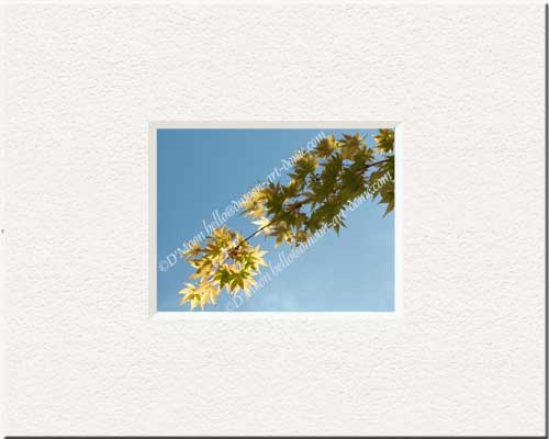 golden maple leaves