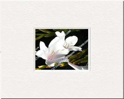 white flower blooming