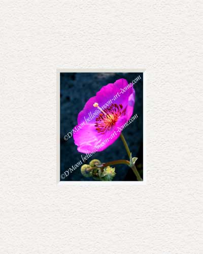 purplish pink flower