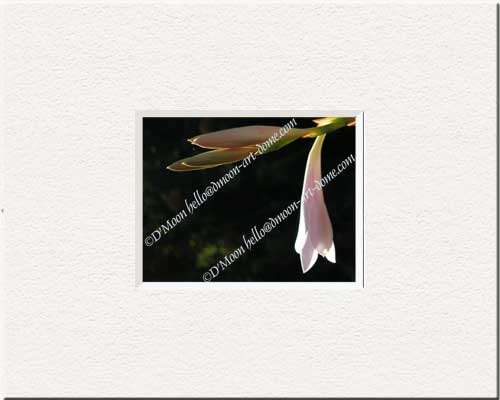 white flower bud