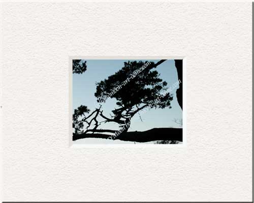 tree on tree