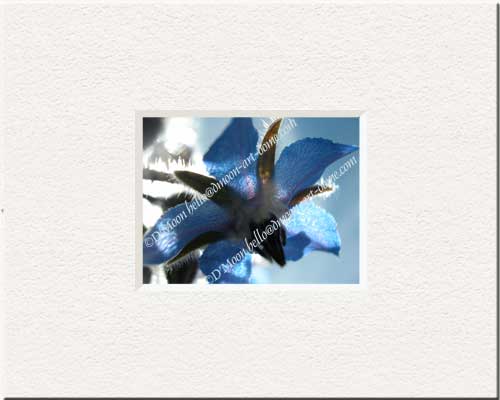 blue flower