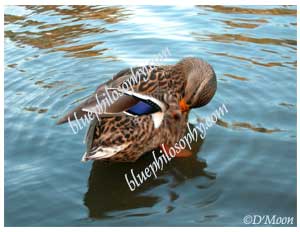 mallard grooming