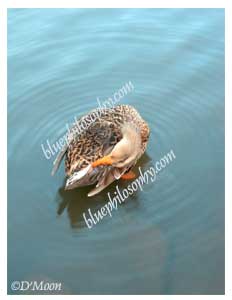 mallard flirting