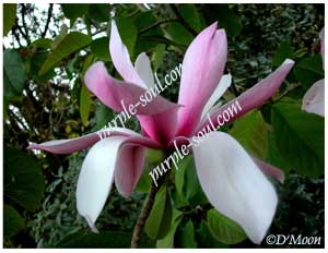 magnolia blossom