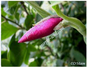 magnolia bud