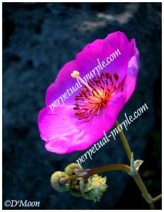 purple pink flower